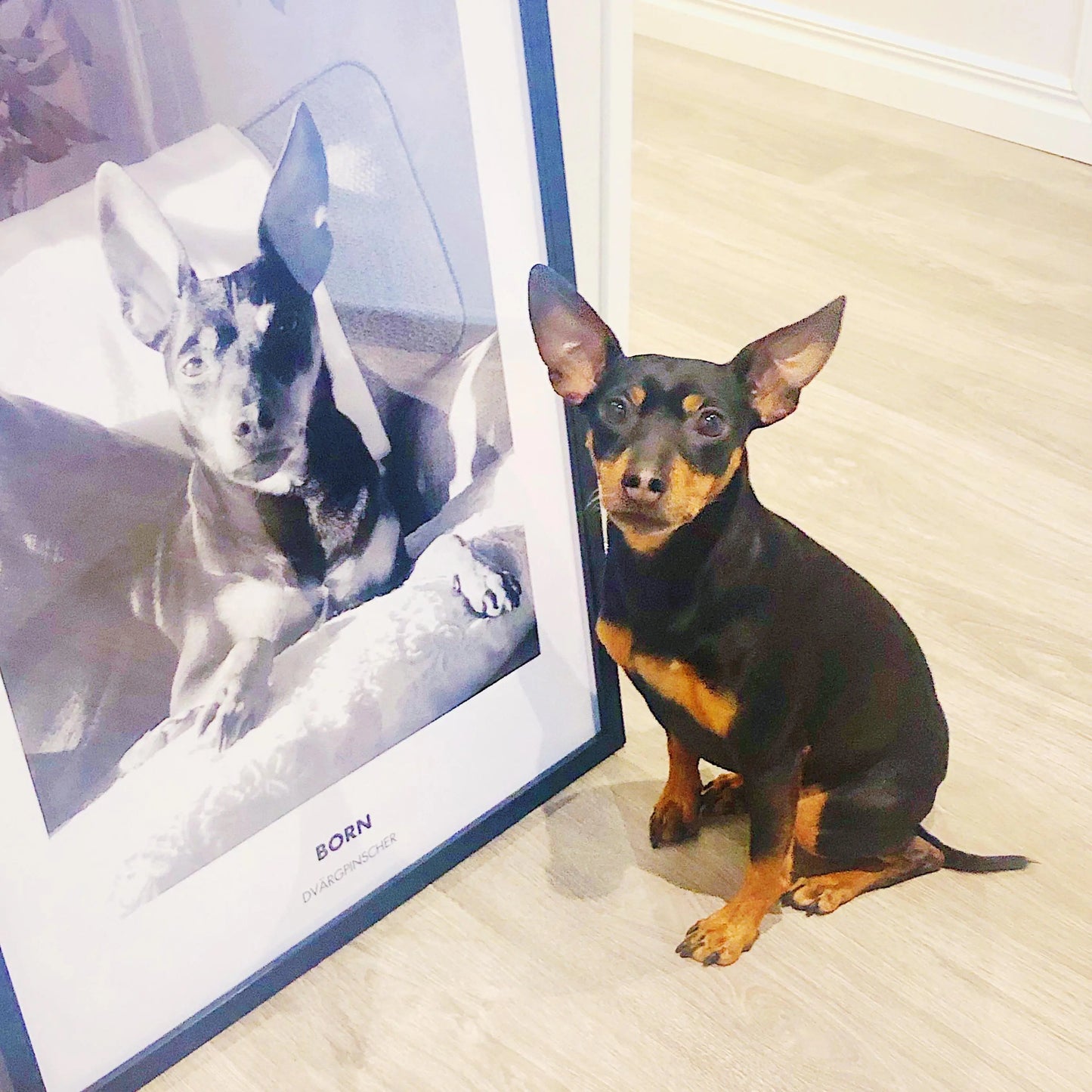 Kjæledyrportrett Fotokunst The Puppy Poster Norge
