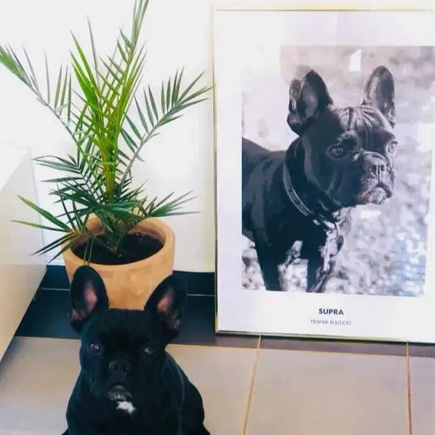 Kjæledyrportrett Fotokunst The Puppy Poster Norge