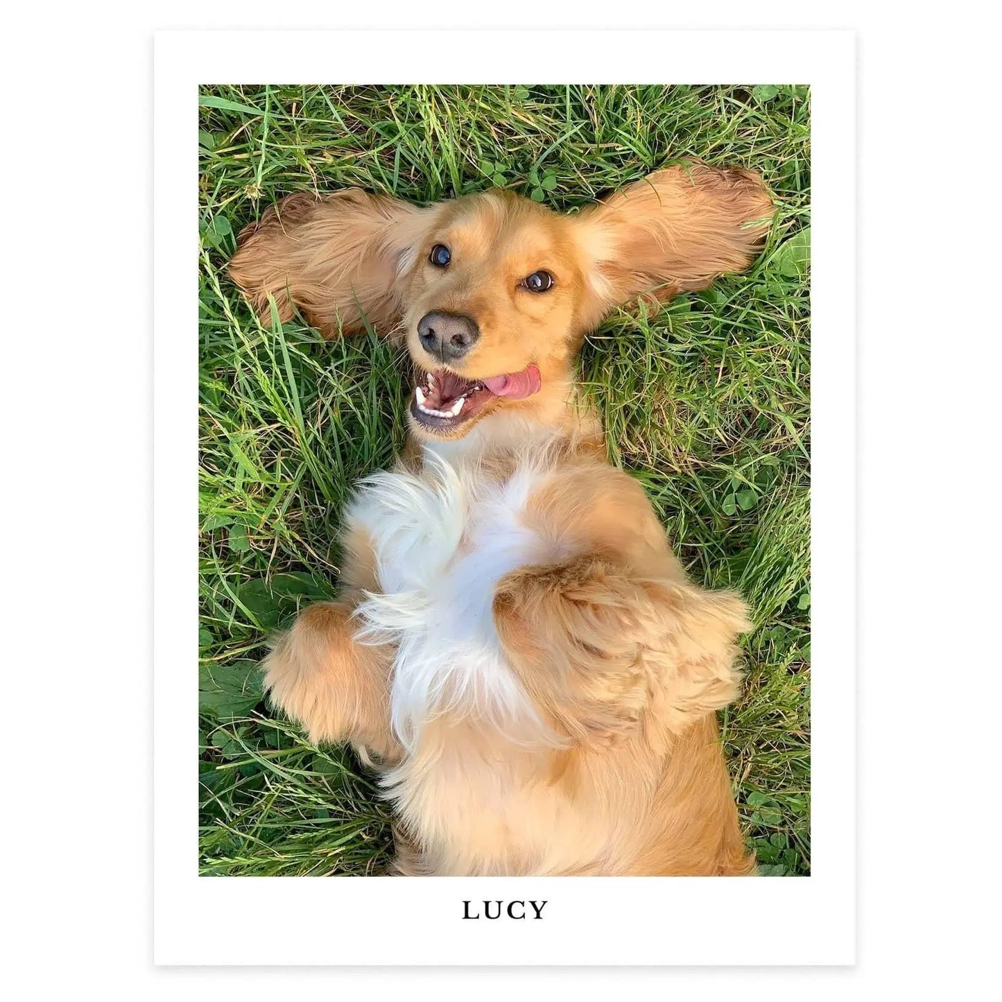 Kjæledyrportrett Fotokunst The Puppy Poster Norge